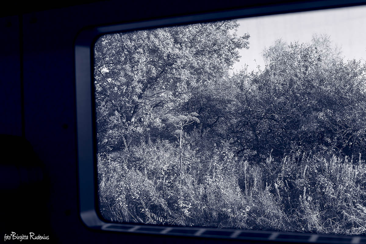 Train window