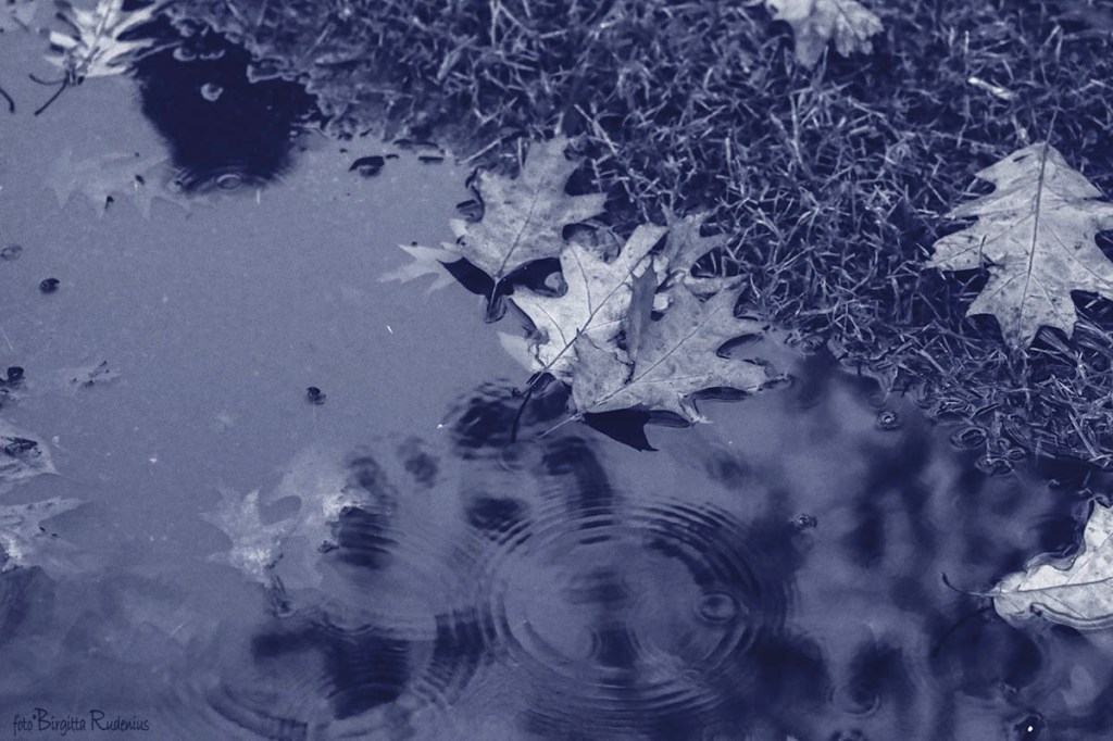 Water Pond of Oak Leaves