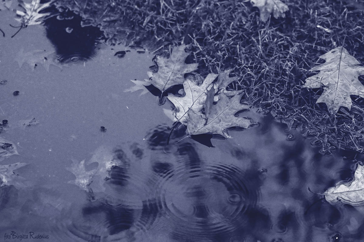 Water Pond of Oak Leaves