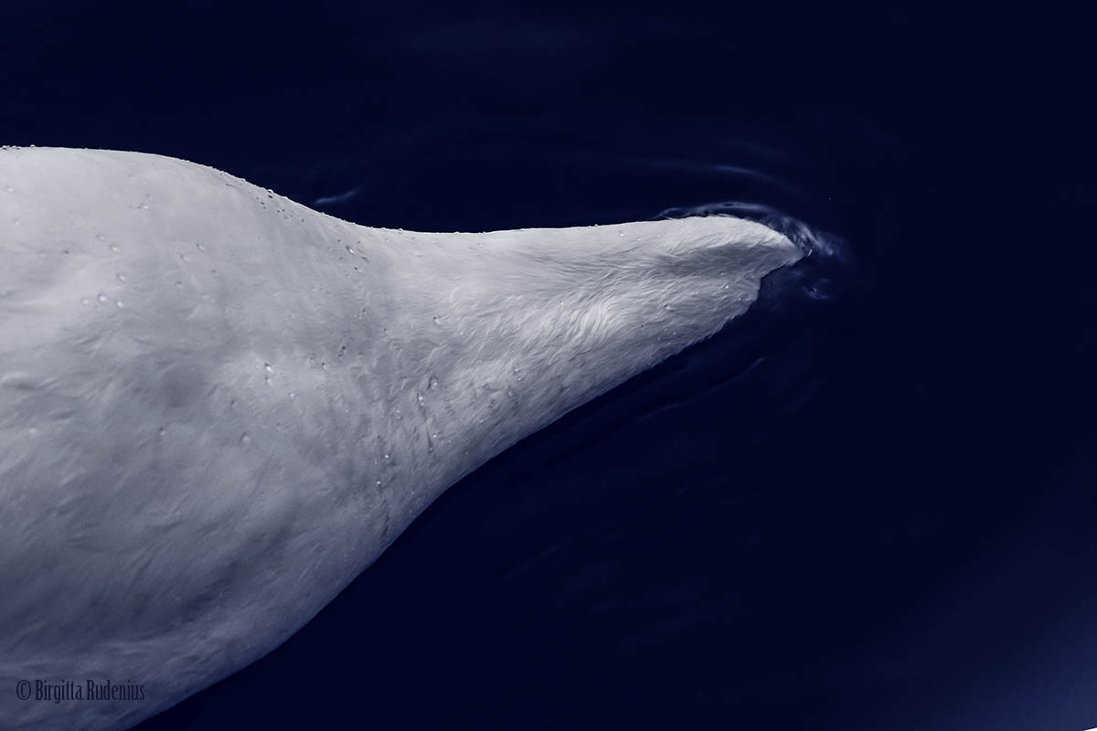 Blue Swan - Deep Head