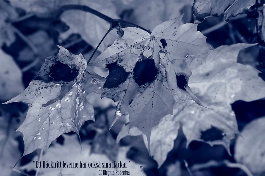 "Ett fläckfritt leverne har också sina fläckar"