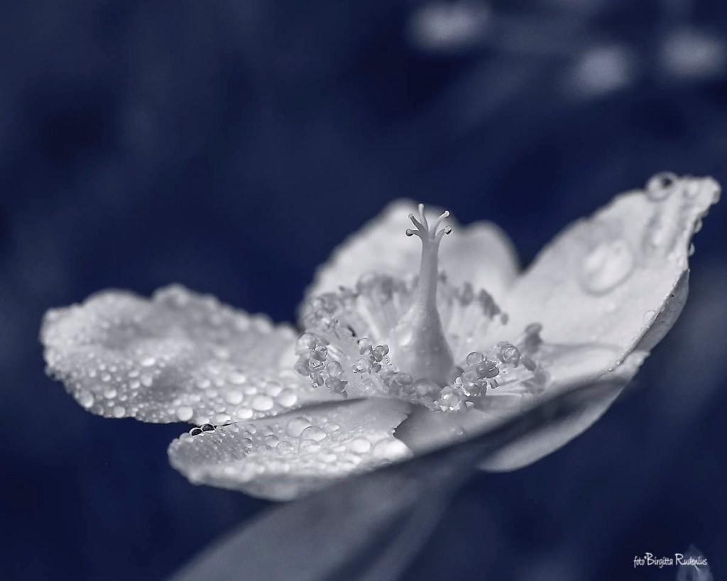Blue Rosy Raindrops