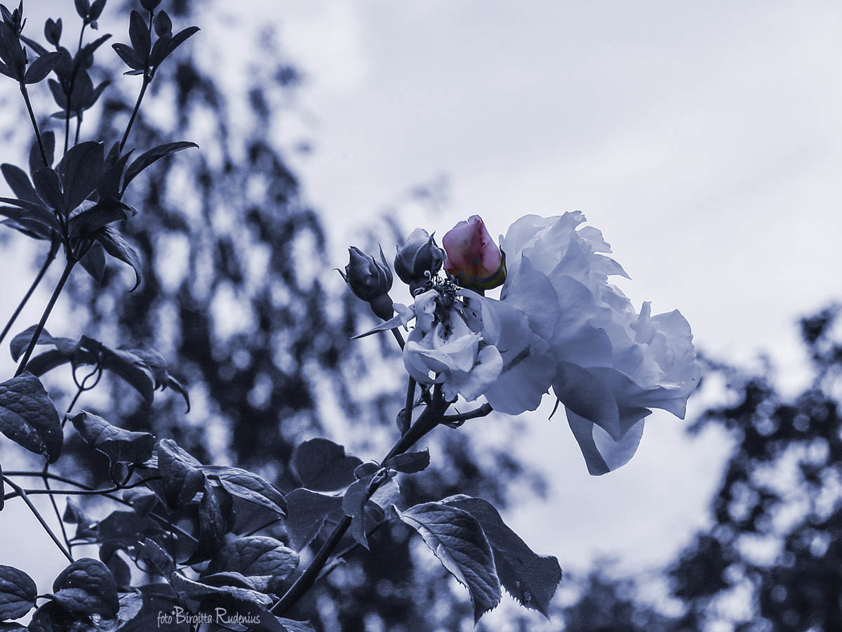Blue Photomania Rose