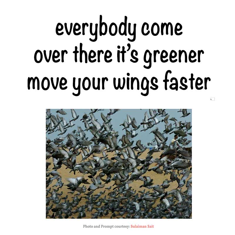 HAIKU by Birgitta Rudenius