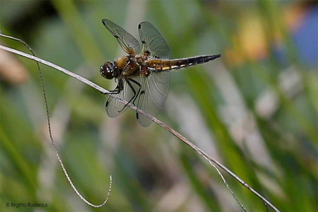 © Birgitta Rudenius 2020