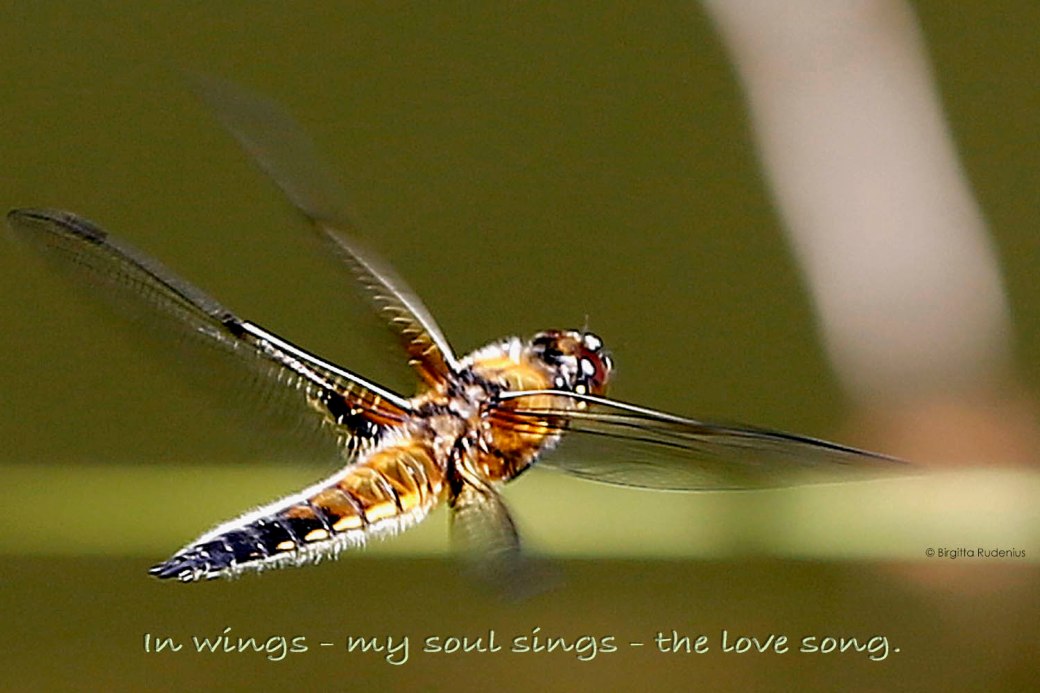 #haiga #haiku © Birgitta Rudenius 2020