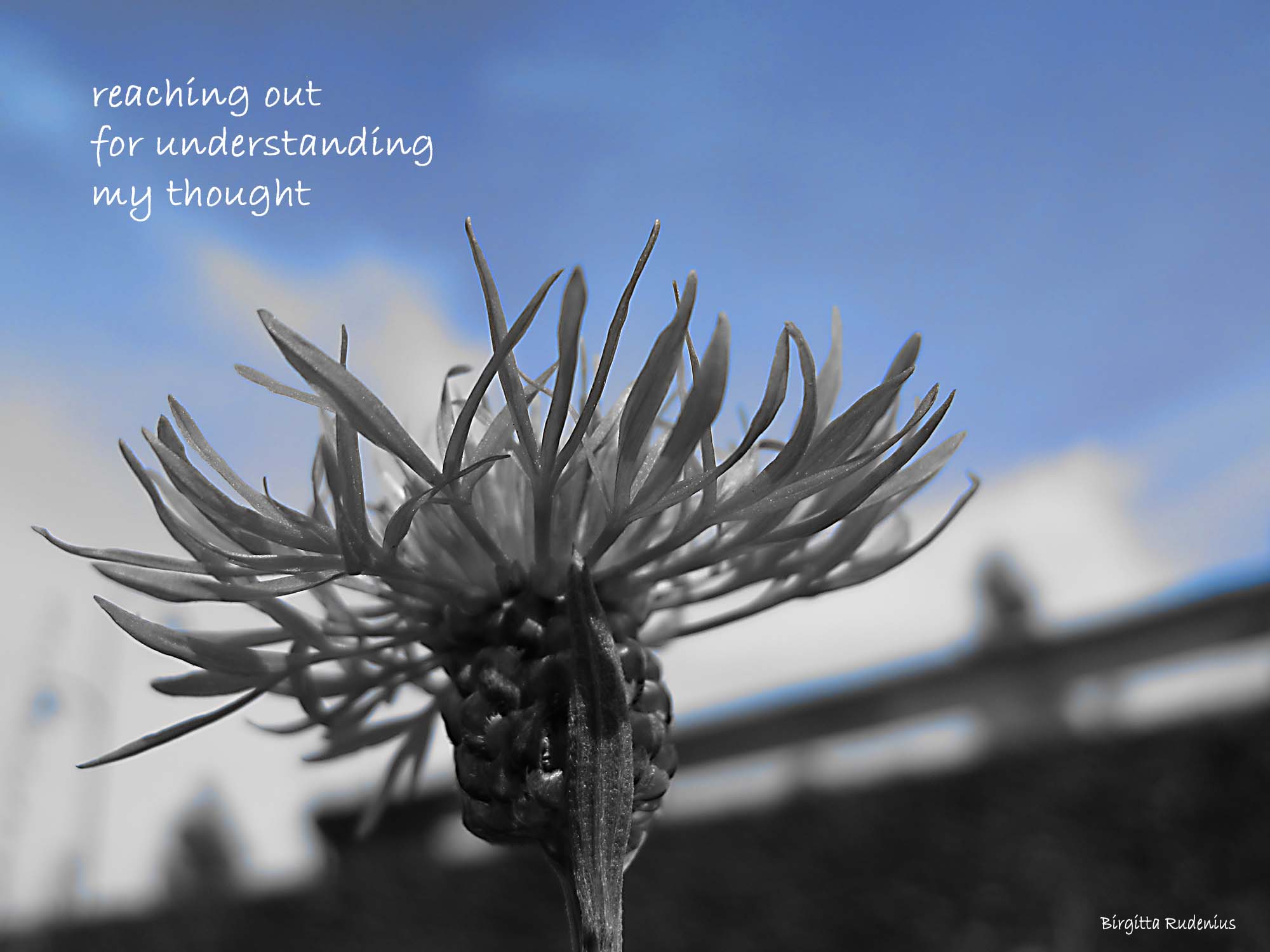 #picsandpoetry © Birgitta Rudenius