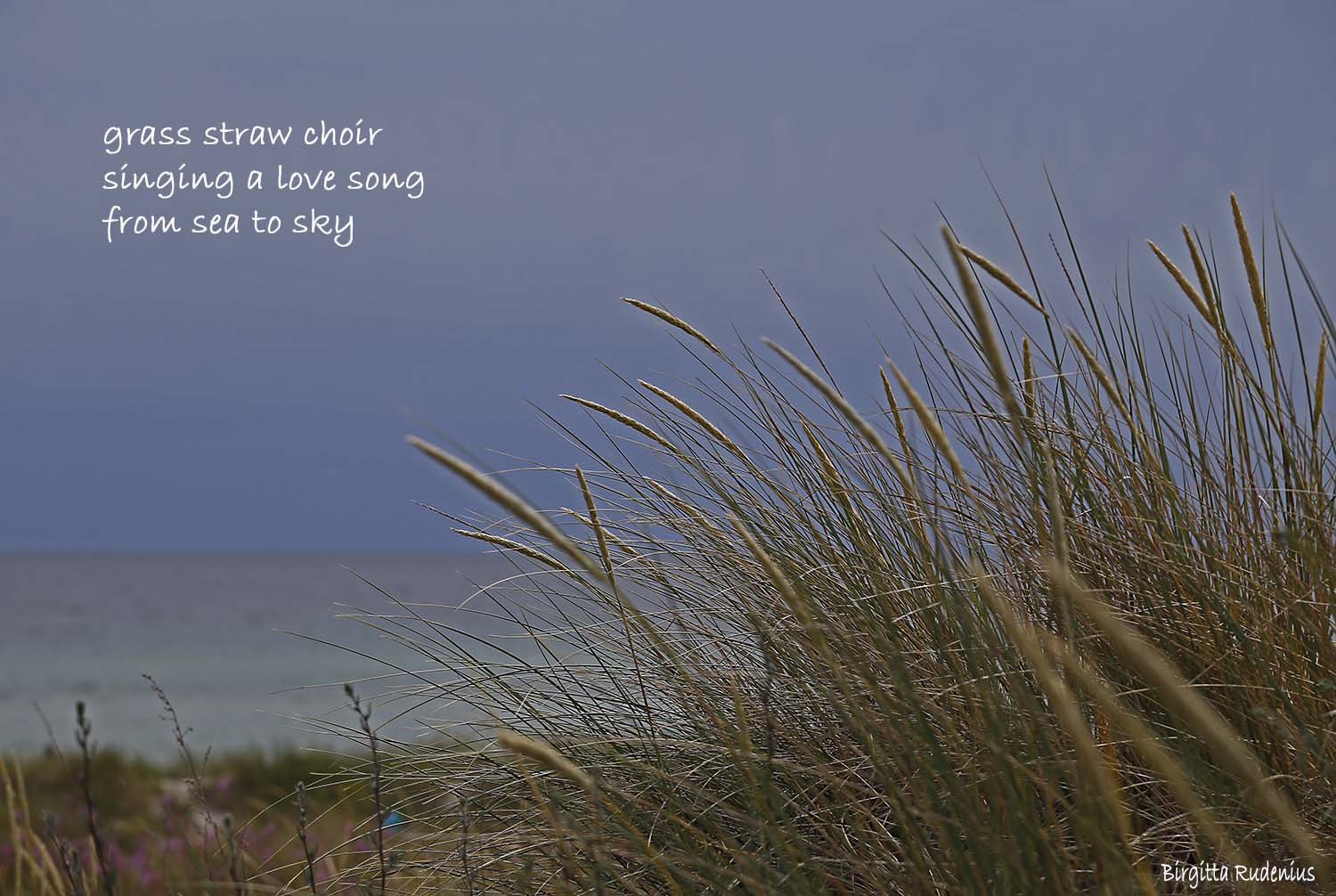 #haiku #haiga ©Birgitta Rudenius