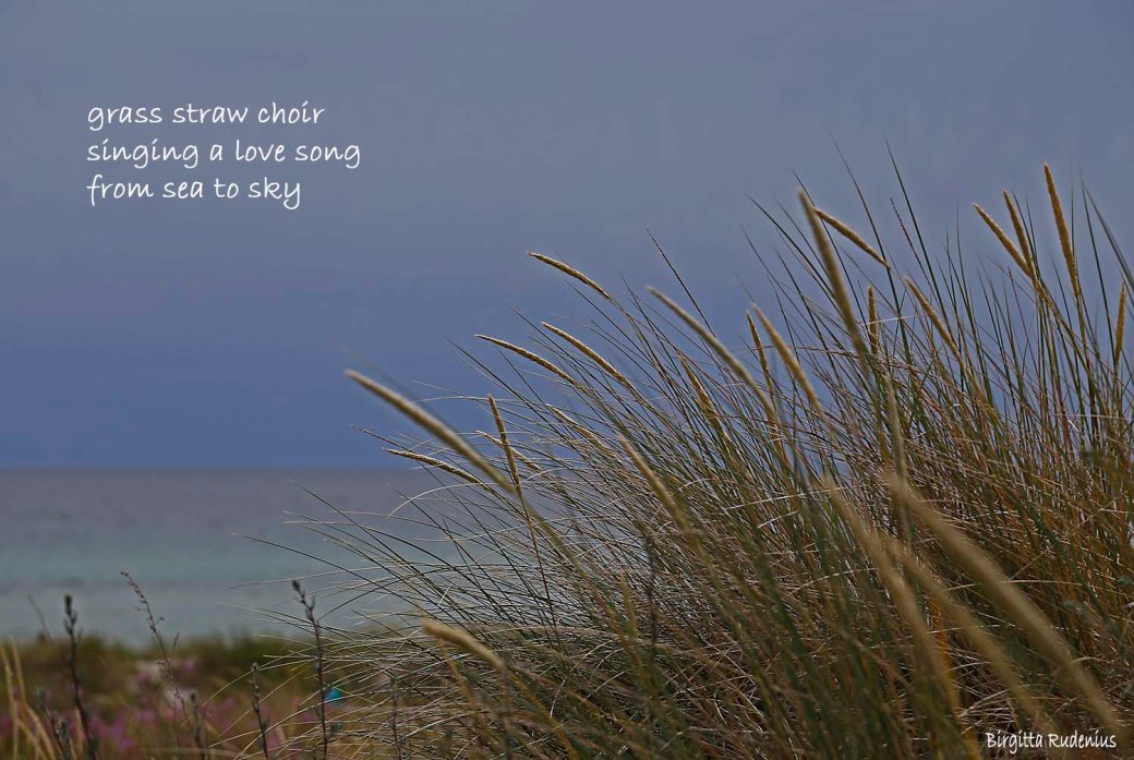 #haiku #haiga ©Birgitta Rudenius