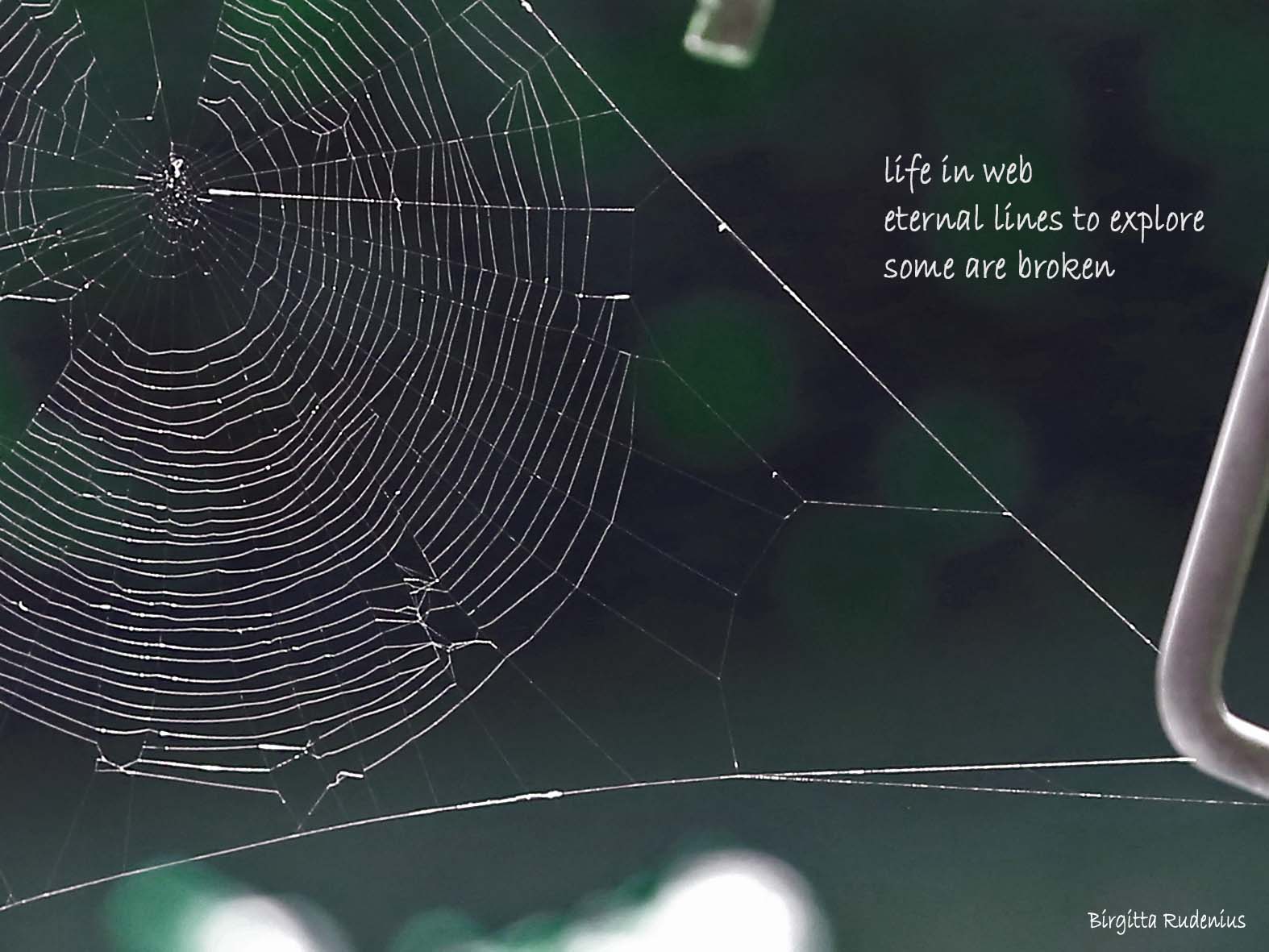 #haika #haiga ©Birgitta Rudenius