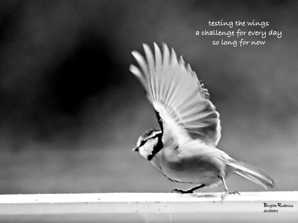 Pics & Poetry © Birgitta Rudenius