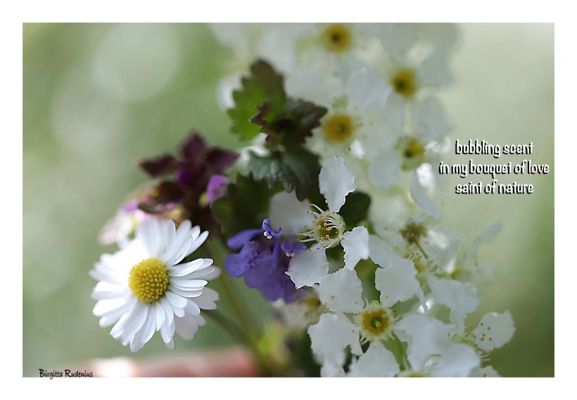 Haiku & Haiga by Birgitta Rudenius
