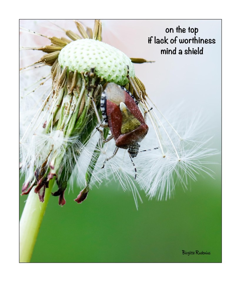 Macro Photo @ Birgitta Rudenius