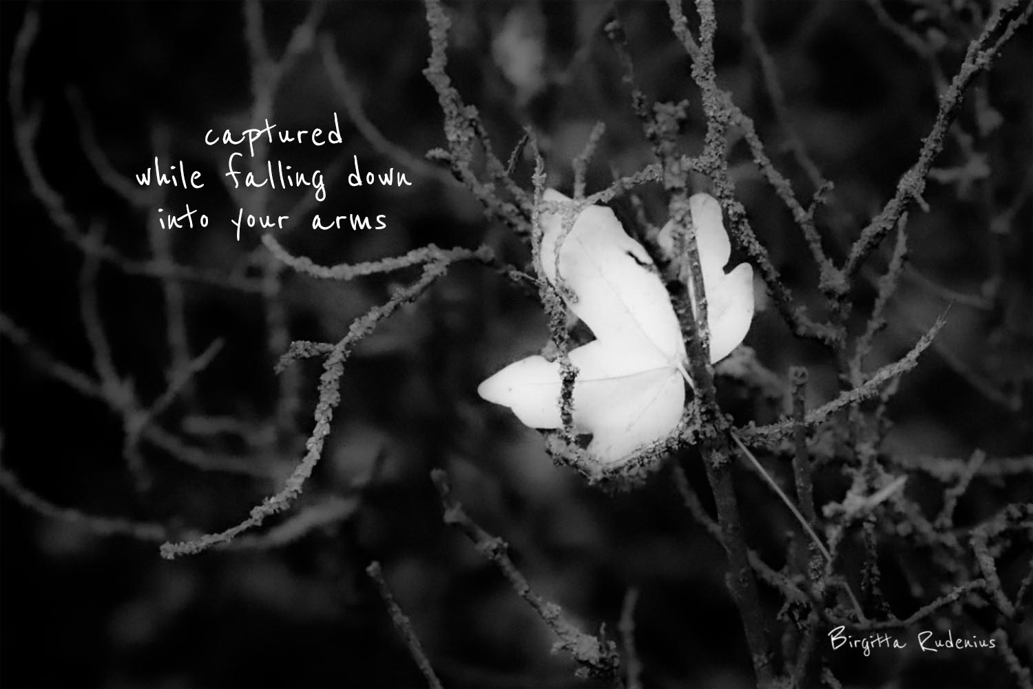 picsandpoetry.com ©BirgittaRudenius