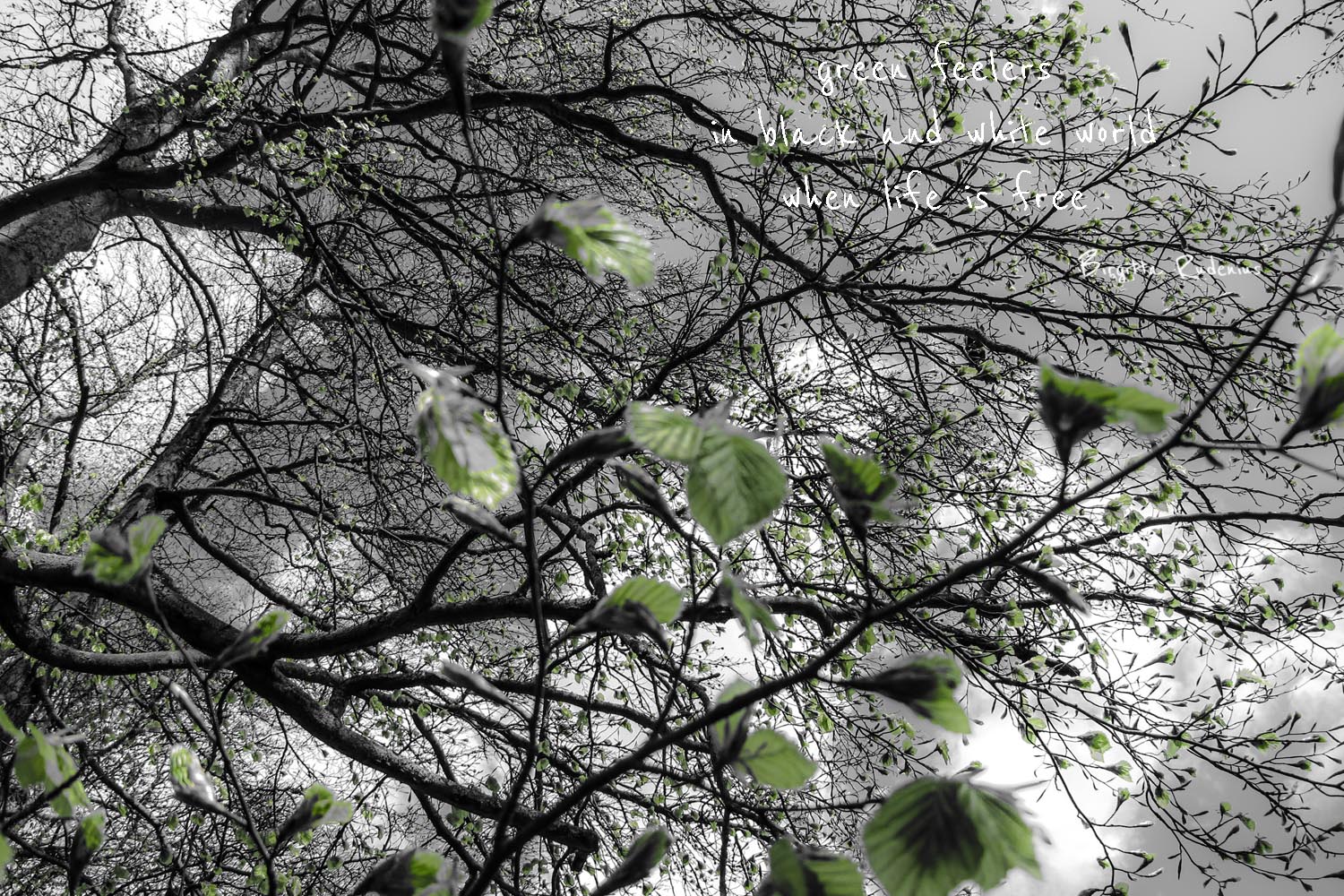 Pics & Poetry ©BirgittaRudenius