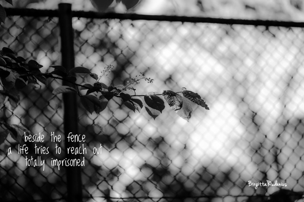 Pics and Poetry ©BirgittaRudenius