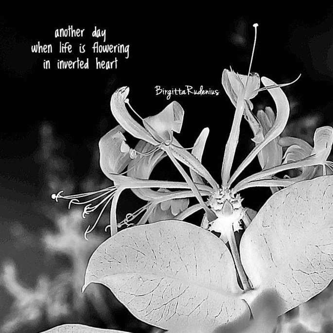 Pics and Poetry ©BirgittaRudenius